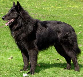 Groenendael